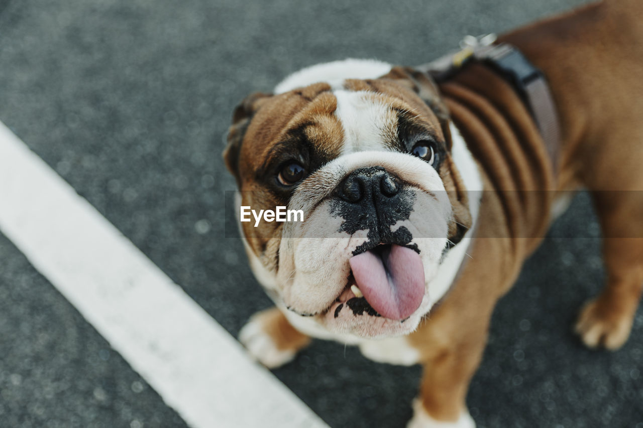 From above of funny purebred english bulldog puppy with spotted muzzle and tongue out standing on asphalt ground