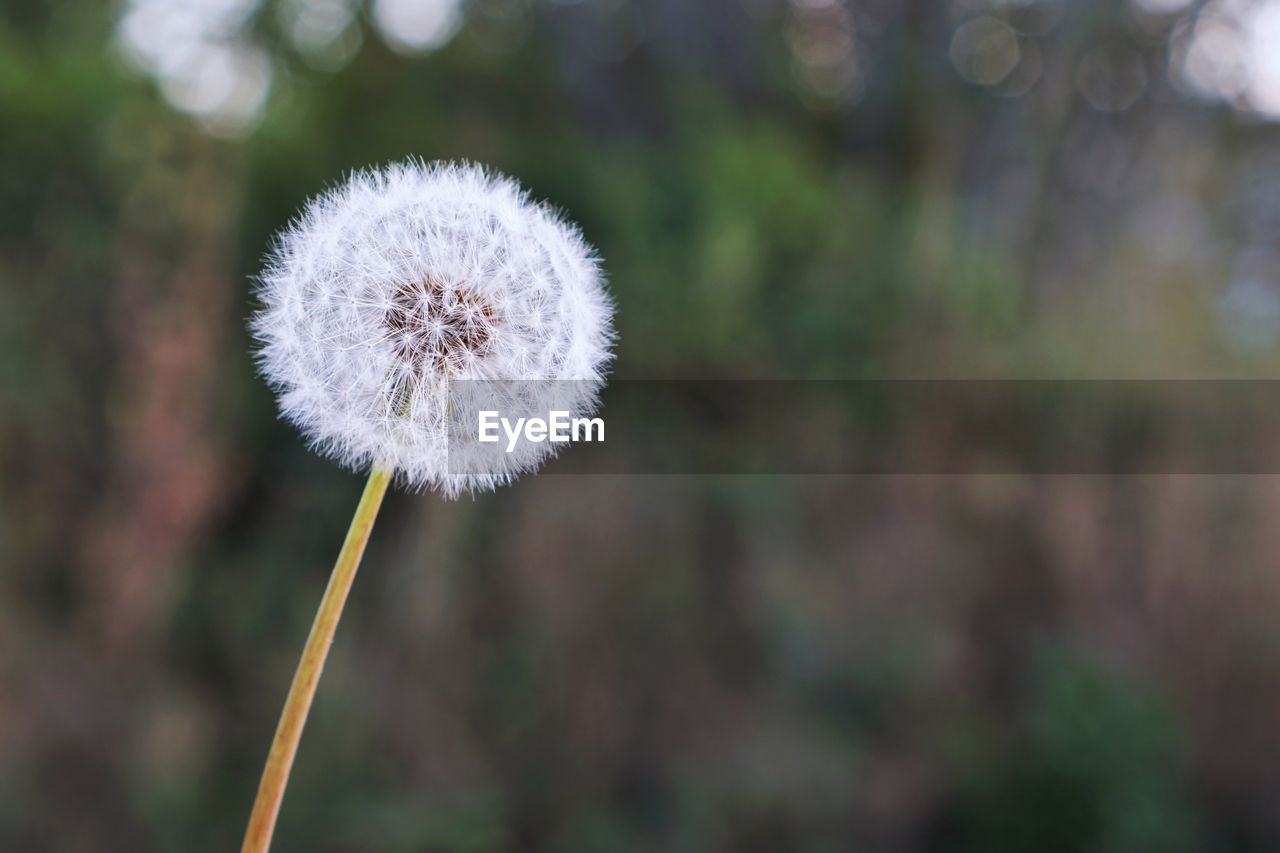 CLOSE-UP OF WHITE DANDELION FLOWER