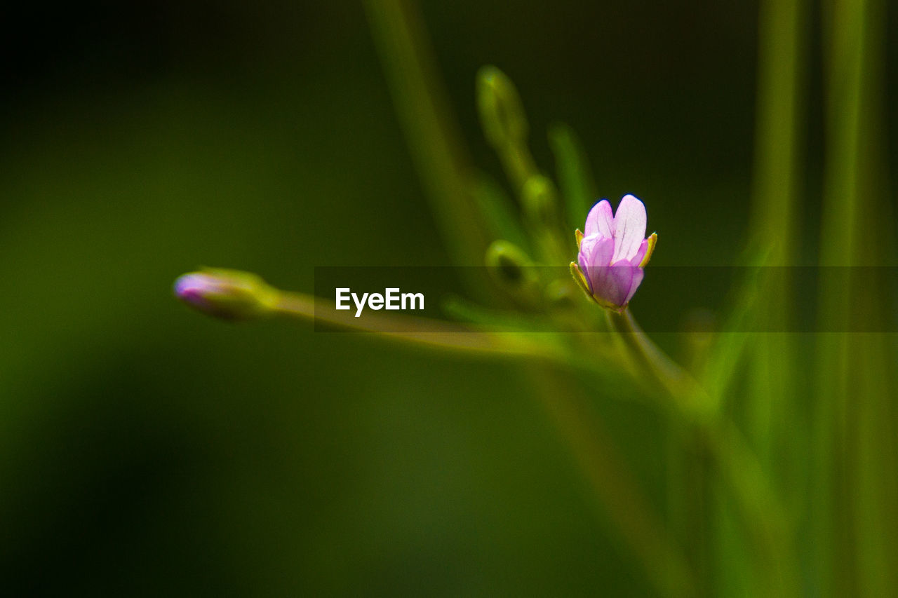 Close-up of pink flowers