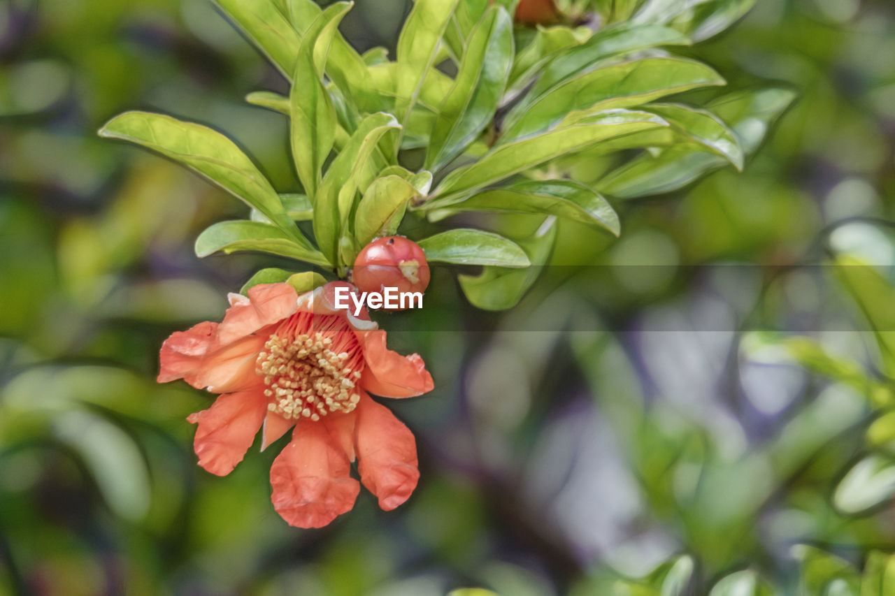 CLOSE-UP OF STRAWBERRY GROWING ON PLANT