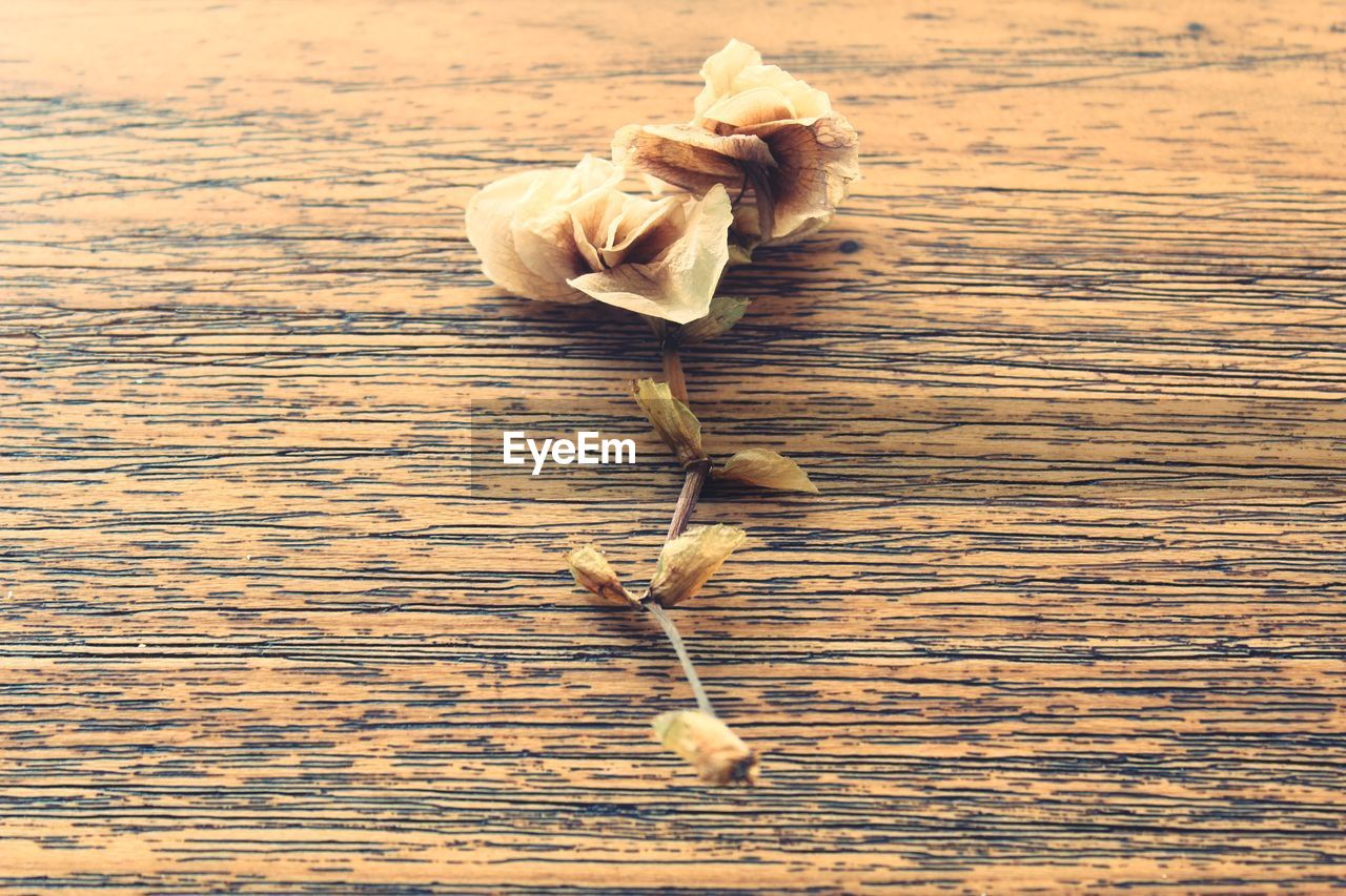 CLOSE-UP OF DRIED FLOWER ON TABLE