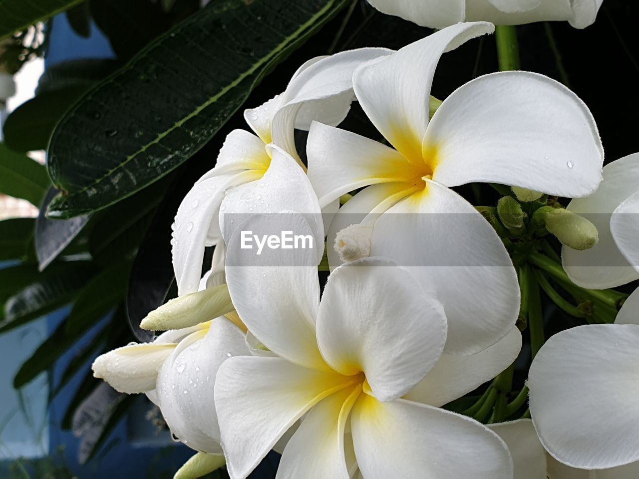 Close-up of white flowering plant