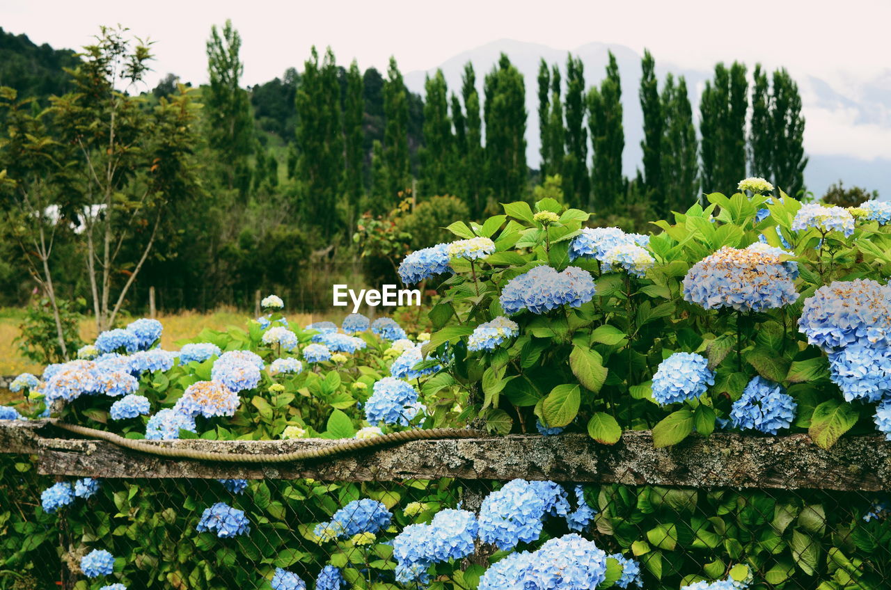 CLOSE-UP OF FLOWERS GROWING IN PARK