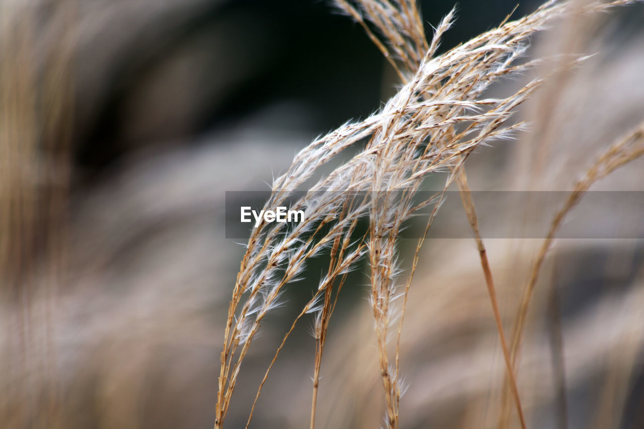 CLOSE-UP OF STALKS IN DRY GRASS