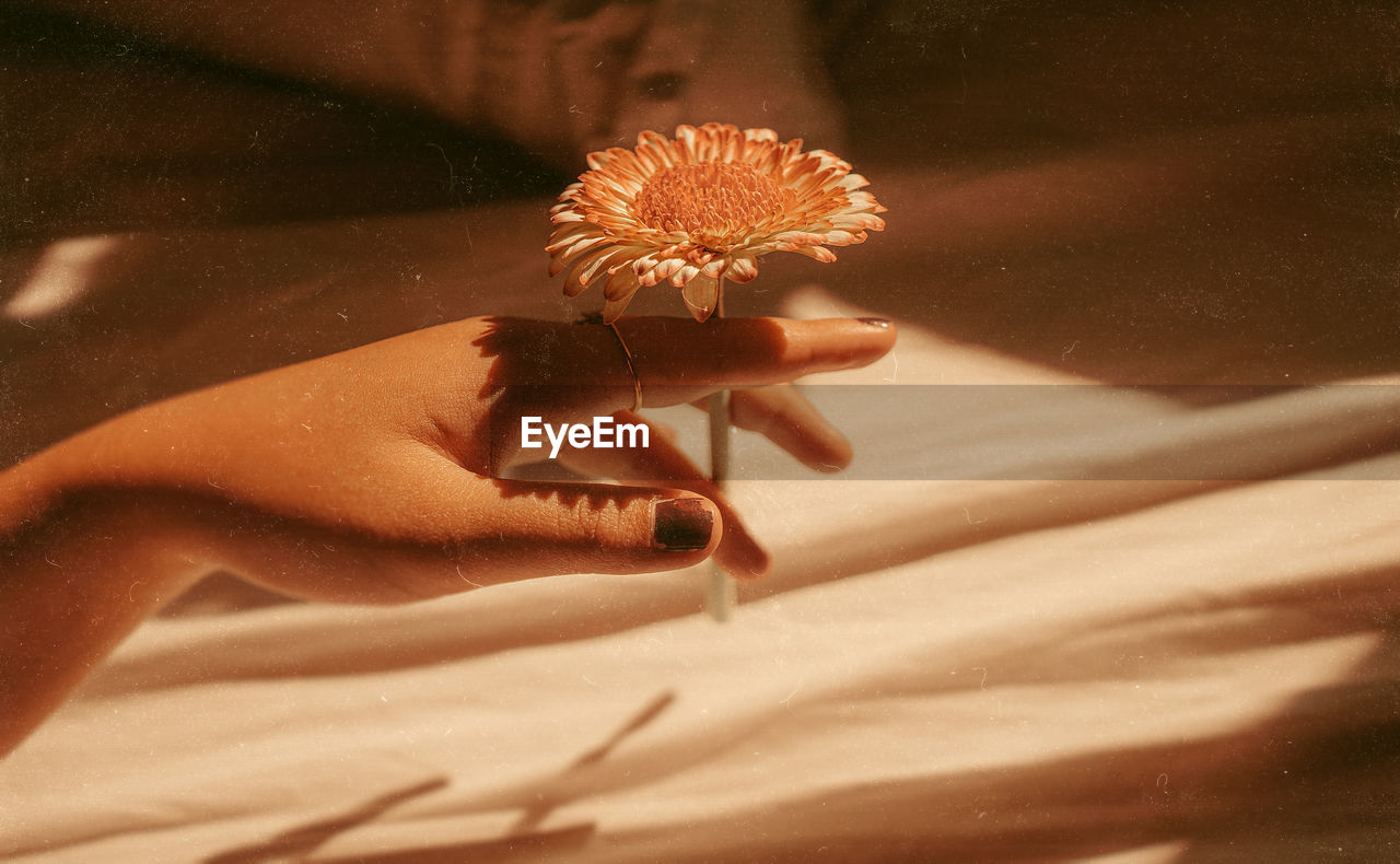 Cropped hand of woman holding flower on bed