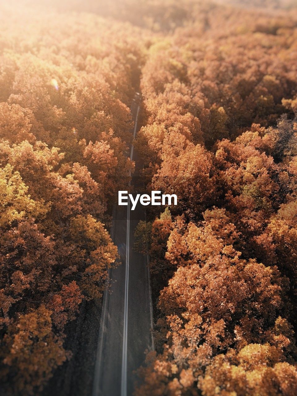 High angle view of trees