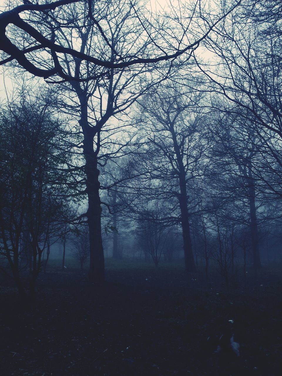 SCENIC VIEW OF BARE TREES