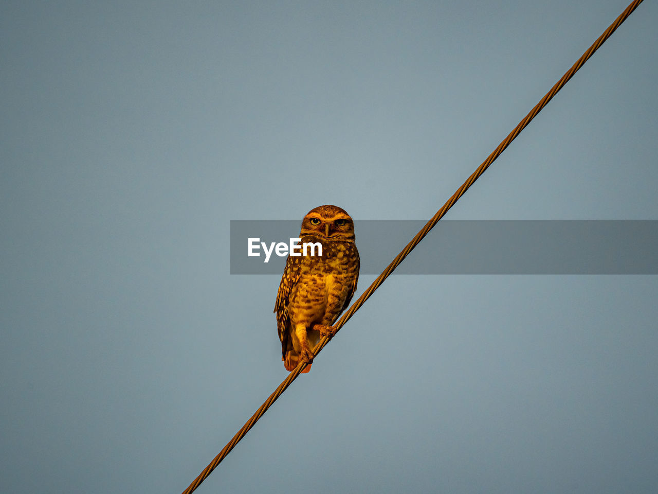 low angle view of bird perching on cable against clear sky