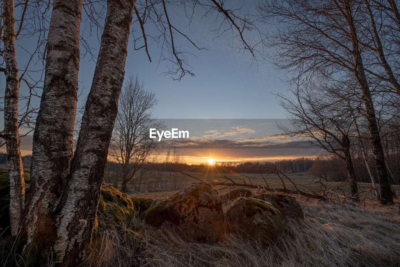 Bare trees on land against sky during sunset