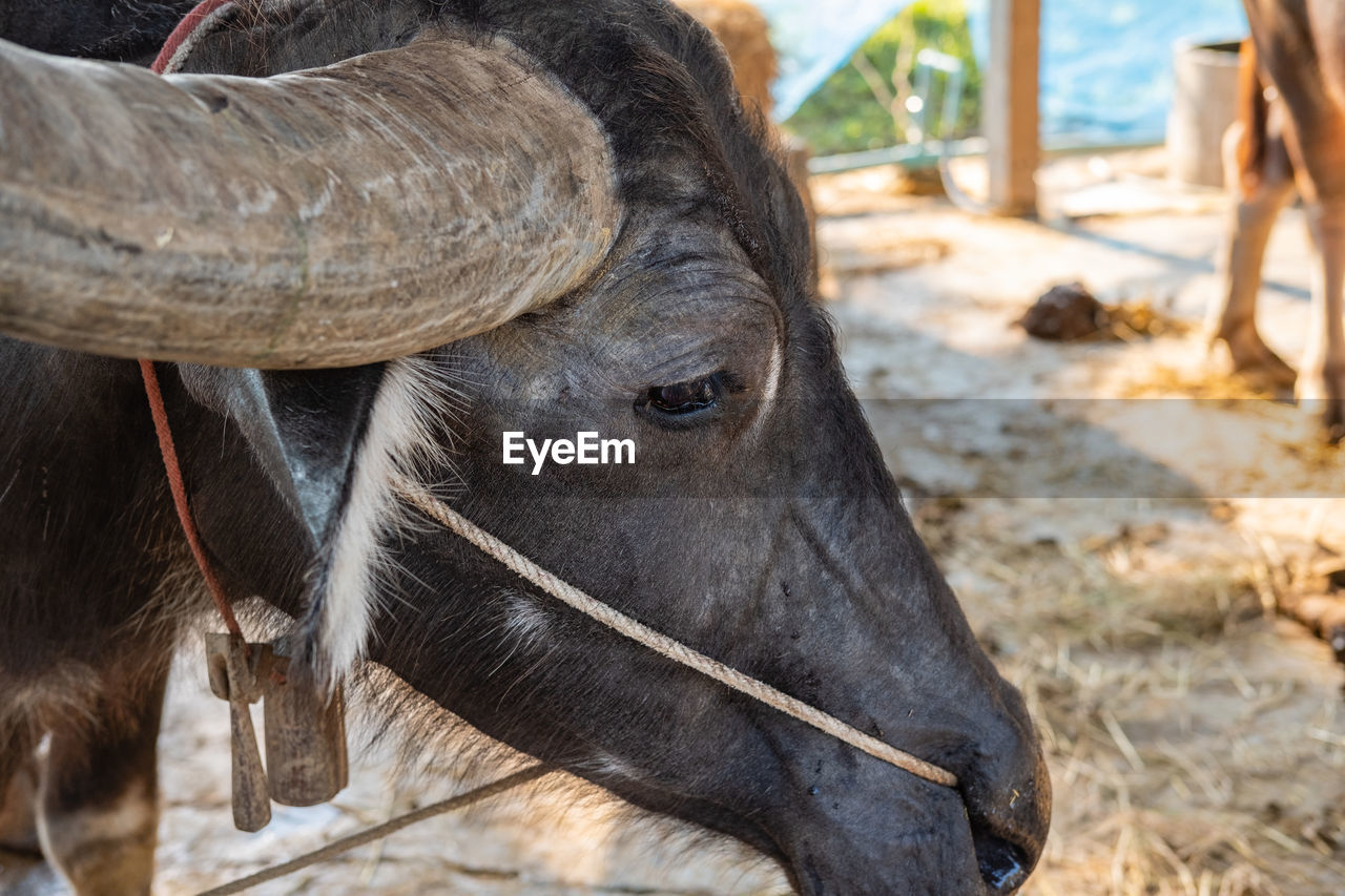 CLOSE-UP OF A HORSE HEAD