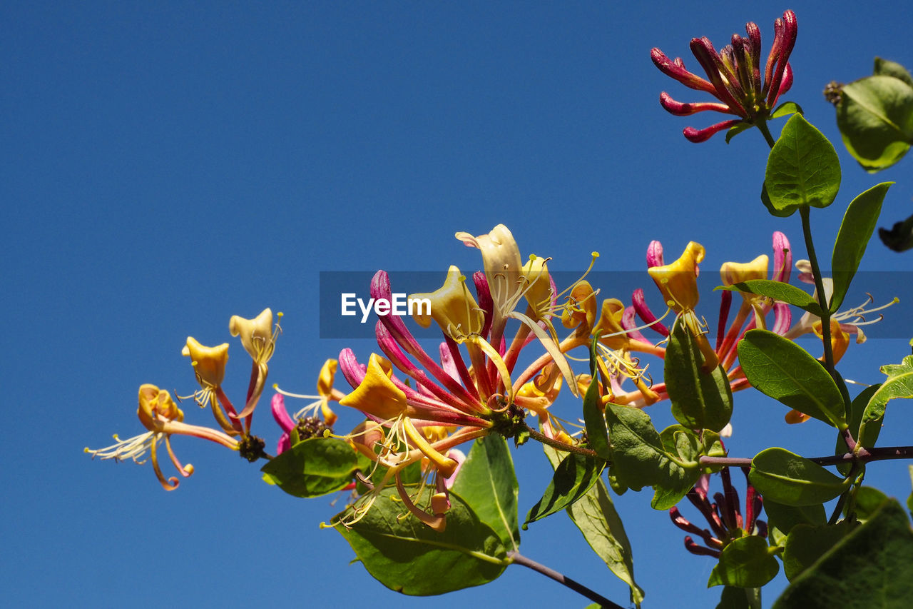 Low angle view of flowering plants against clear blue sky