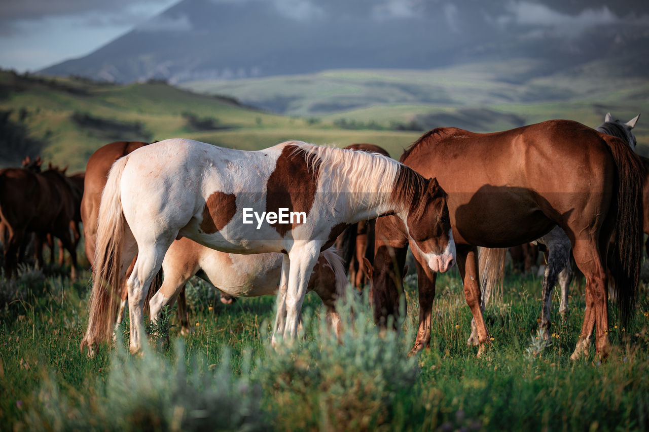 HORSES IN RANCH