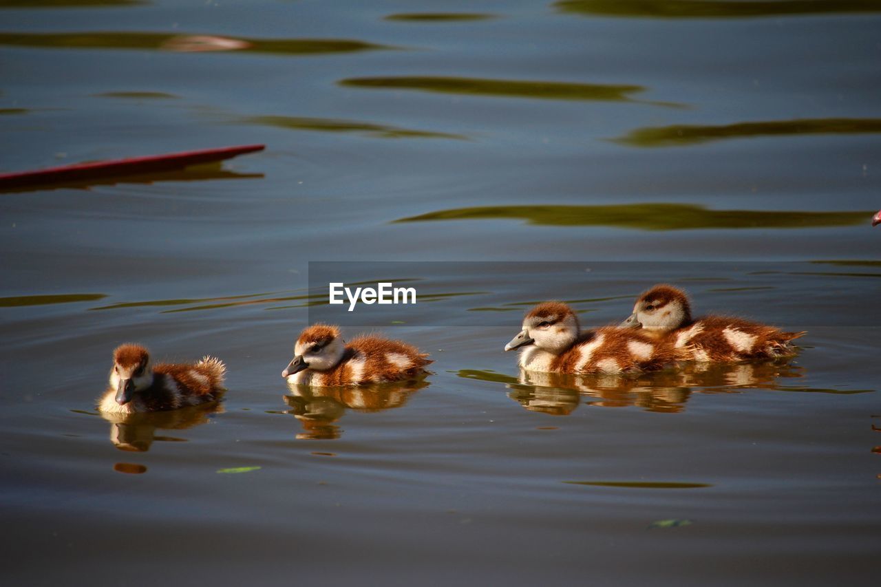 FLOCK OF DUCKS IN LAKE