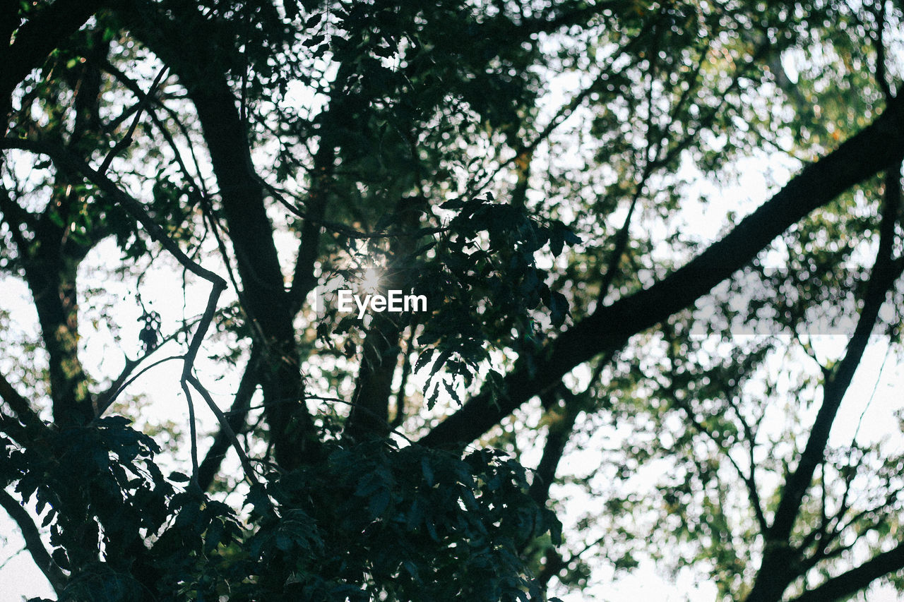 Low angle view of trees in forest against sky