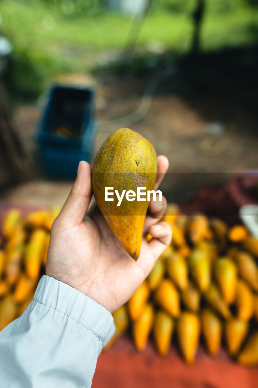 Close-up of hand holding apple