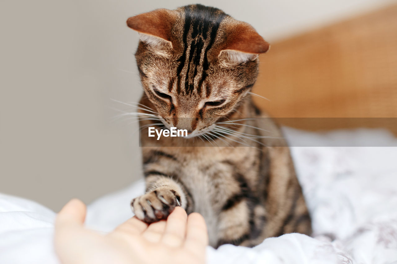 CROPPED IMAGE OF HAND HOLDING CAT WITH BED