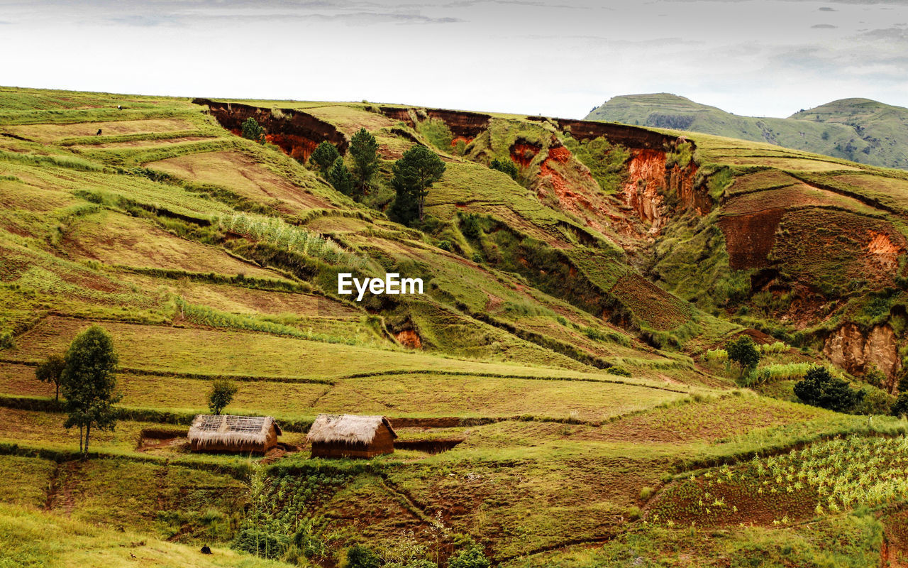 SCENIC VIEW OF AGRICULTURAL FIELD