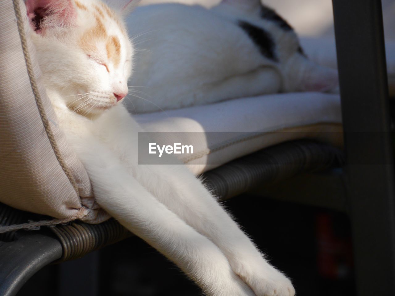 Close-up of cat relaxing on bed