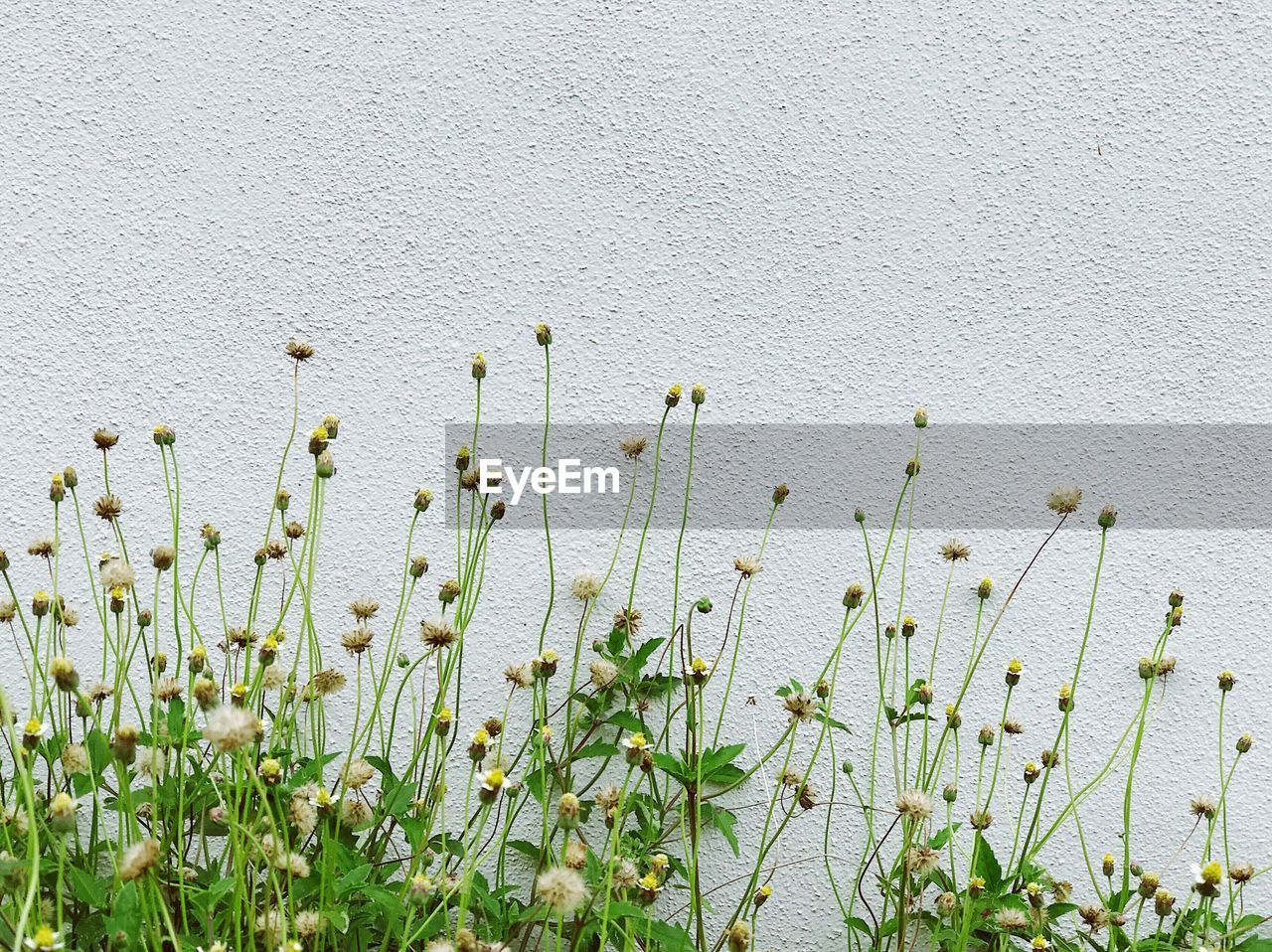 Close-up of plants