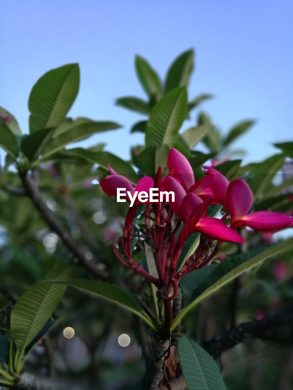 CLOSE-UP OF RED FLOWERS