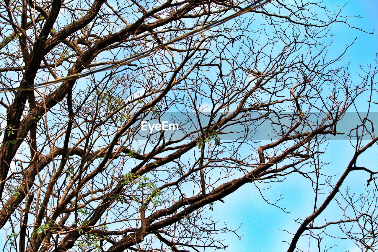 LOW ANGLE VIEW OF BARE TREES AGAINST SKY