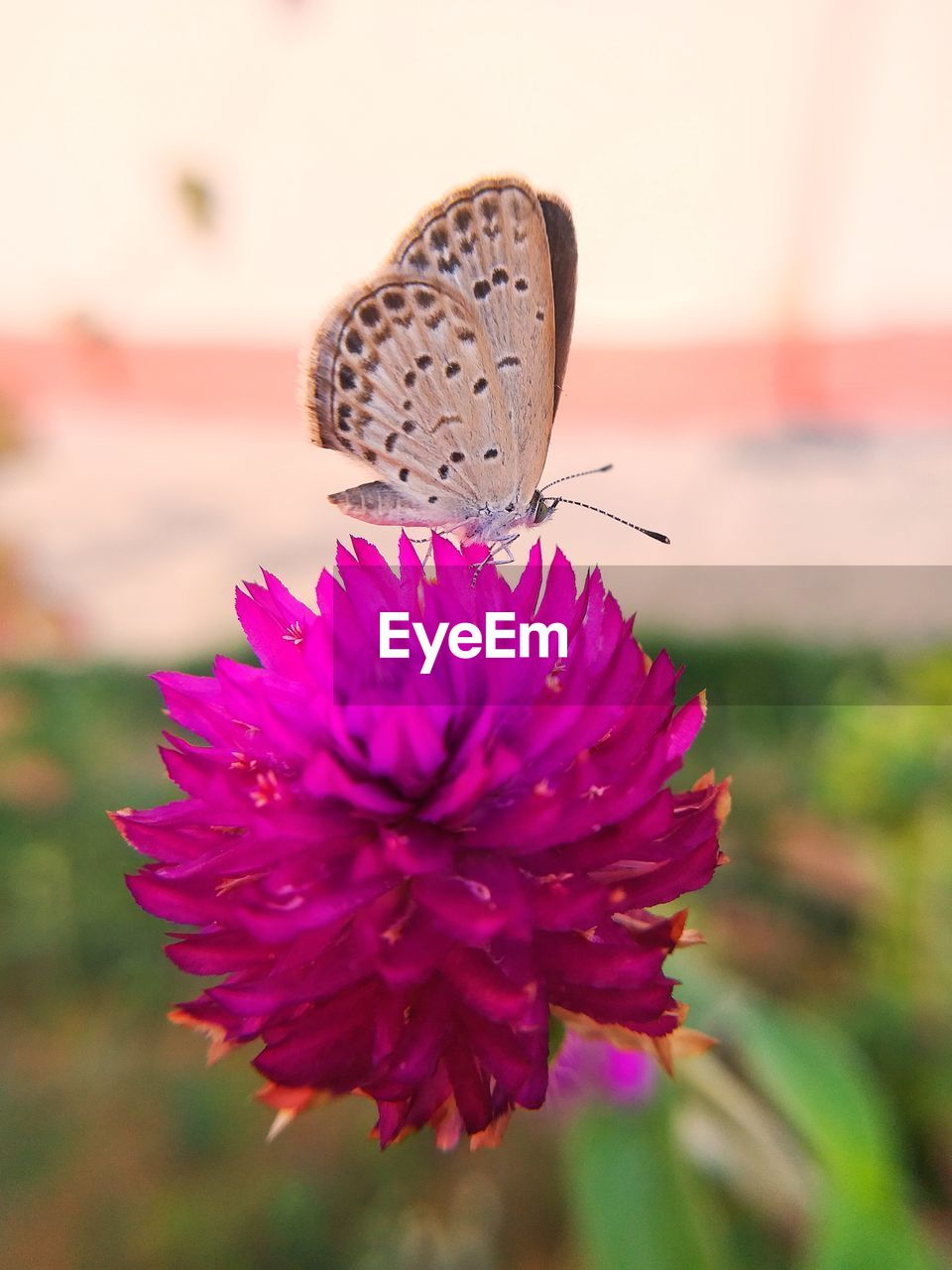 CLOSE-UP OF BUTTERFLY ON FLOWER