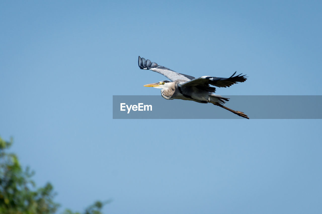 Low angle view of heron flying against clear sky