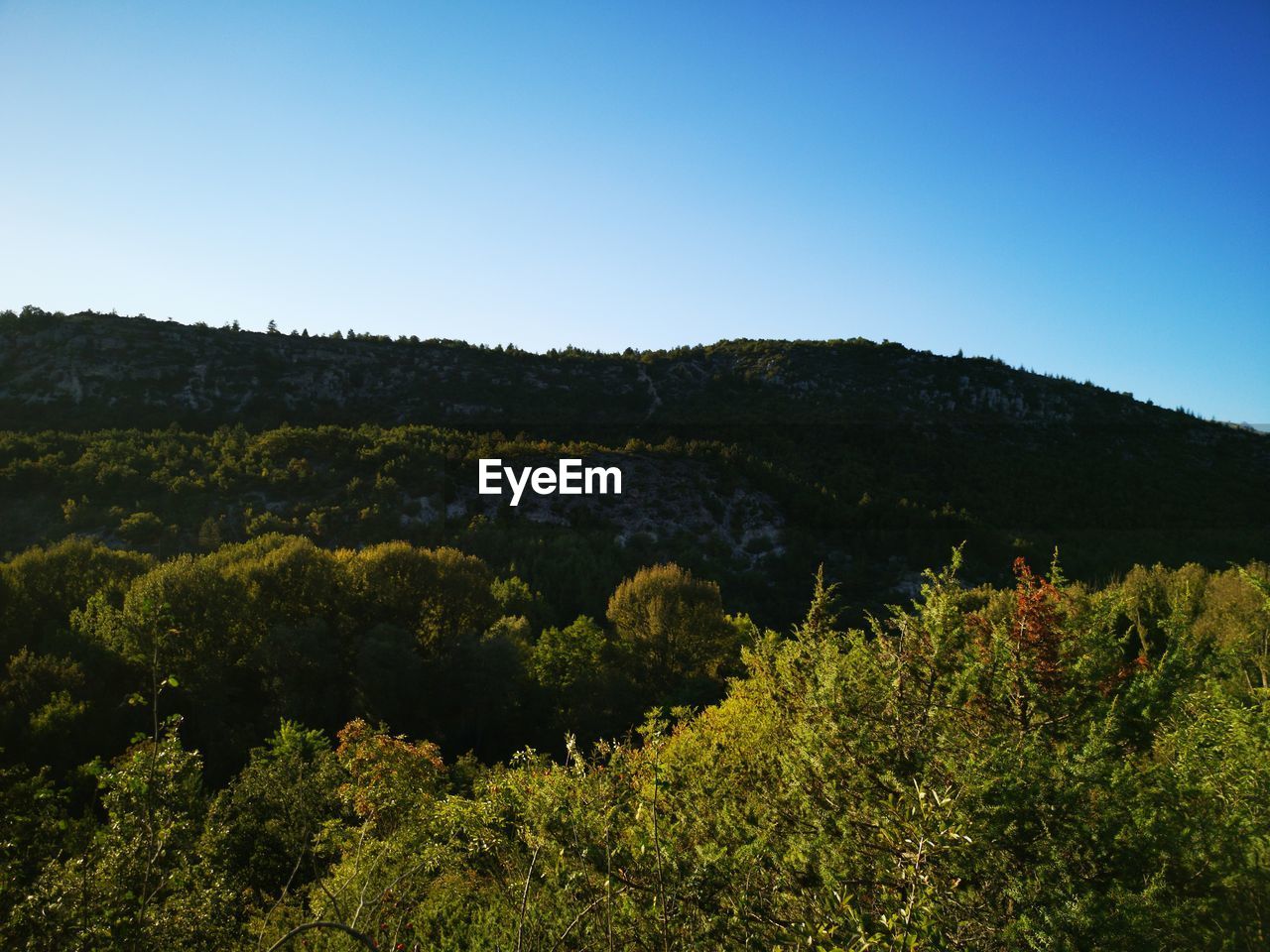 SCENIC VIEW OF TREES AGAINST CLEAR SKY