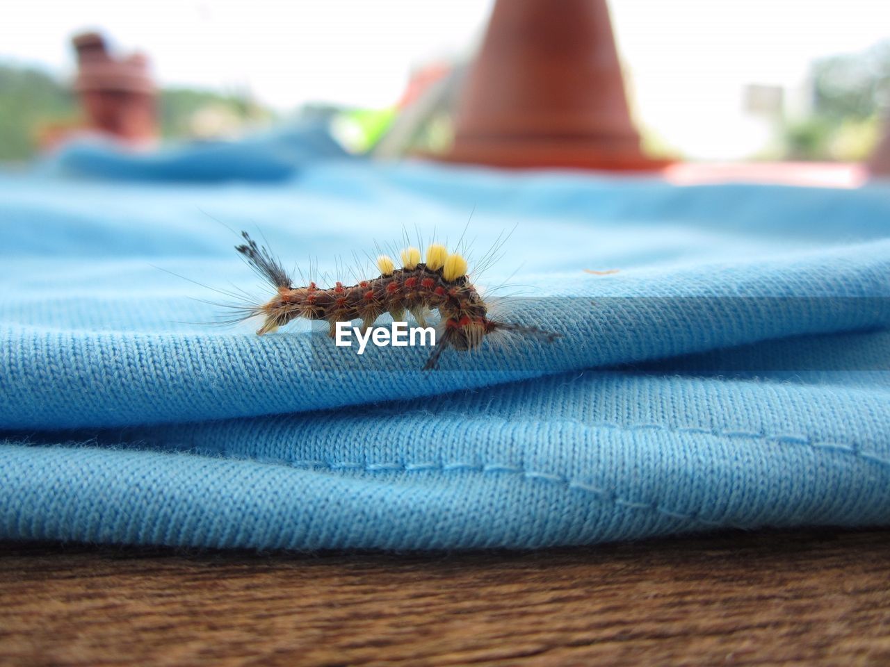 CLOSE-UP OF INSECT ON FABRIC