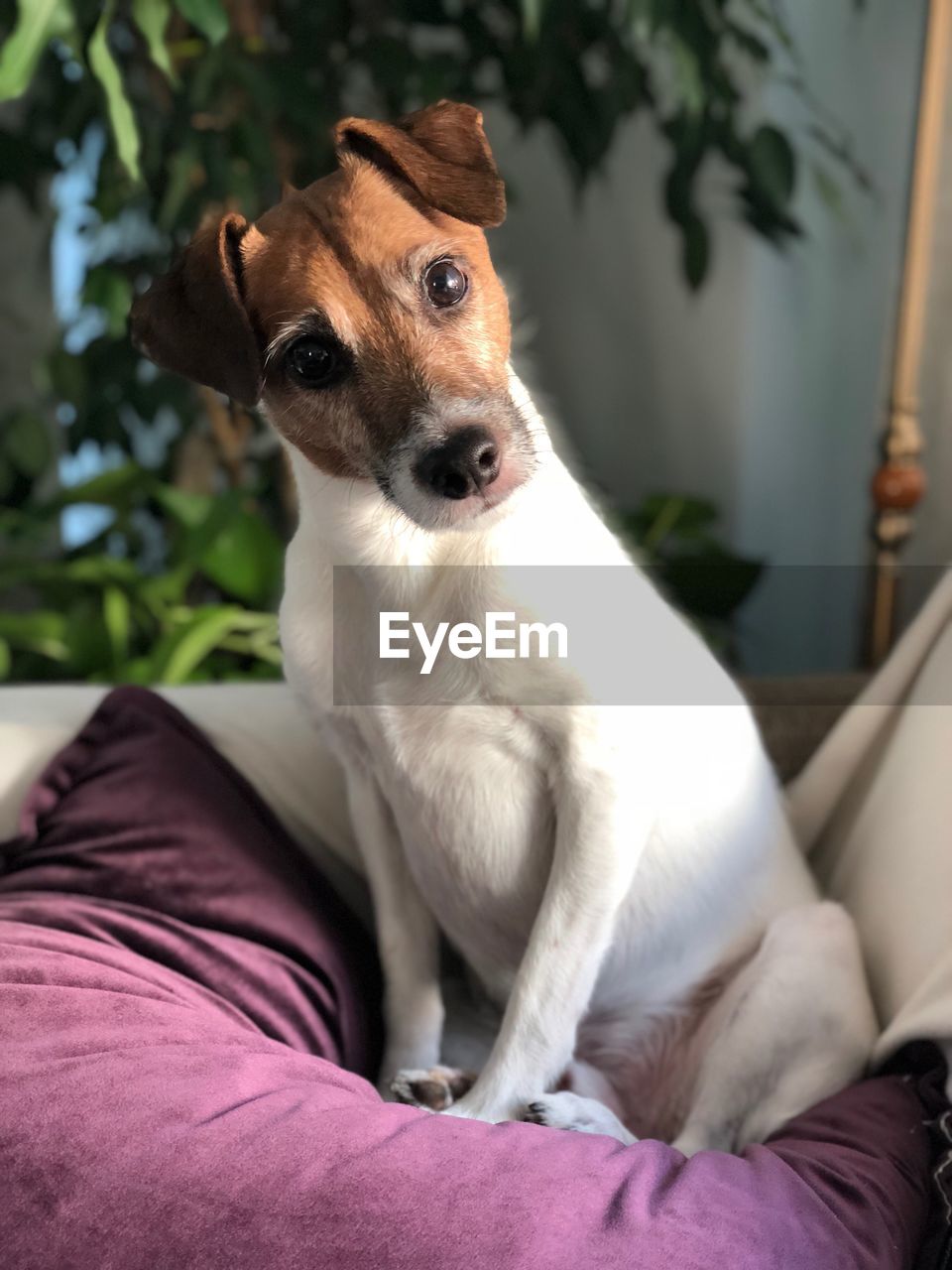 PORTRAIT OF DOG SITTING IN BED