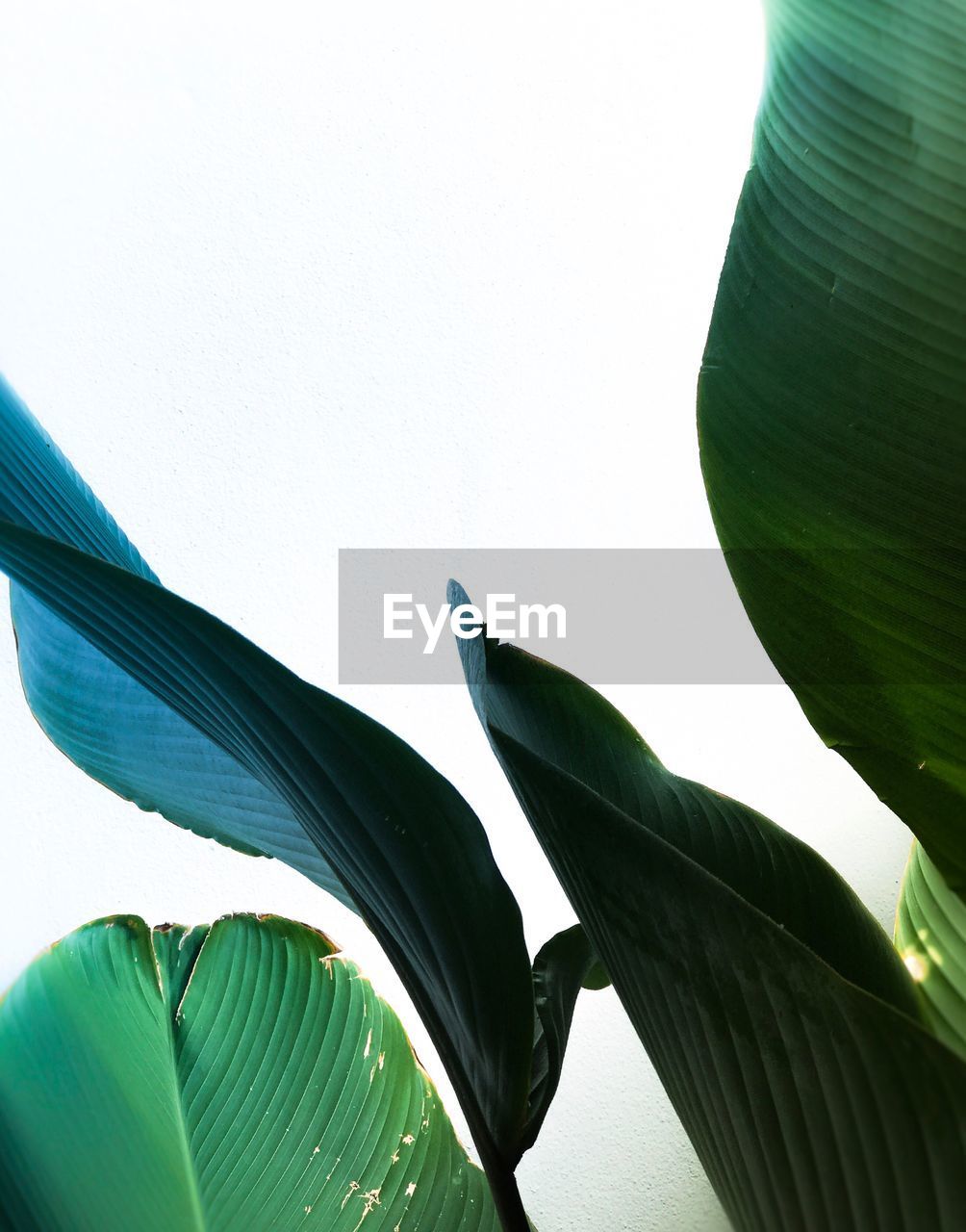 CLOSE-UP OF FRESH PLANT AGAINST CLEAR SKY