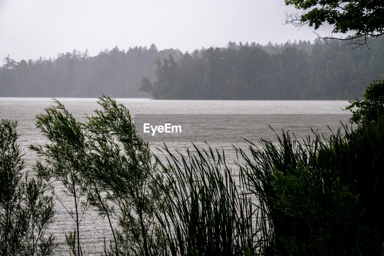 SCENIC VIEW OF LAKE AT FOREST