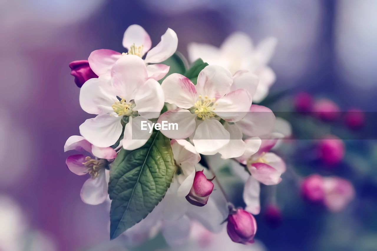 Close-up of pink flowering plant