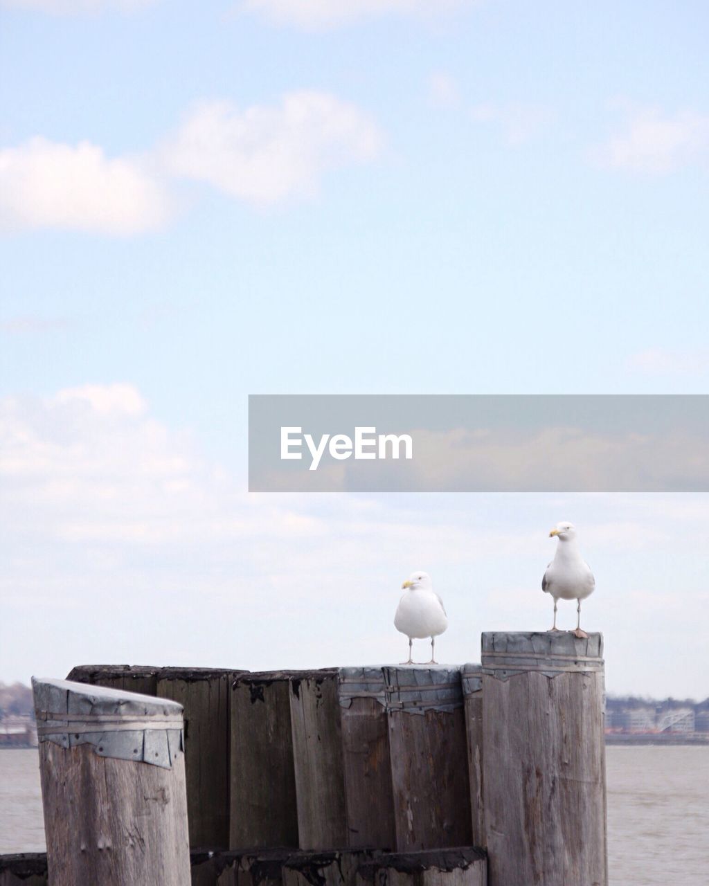 SEAGULLS PERCHING ON WOODEN POST