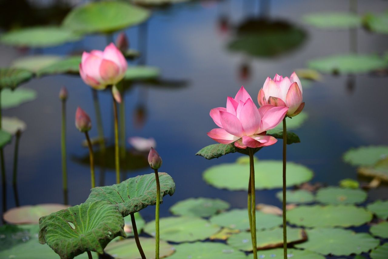 Pink lotus water lilies blooming on pond