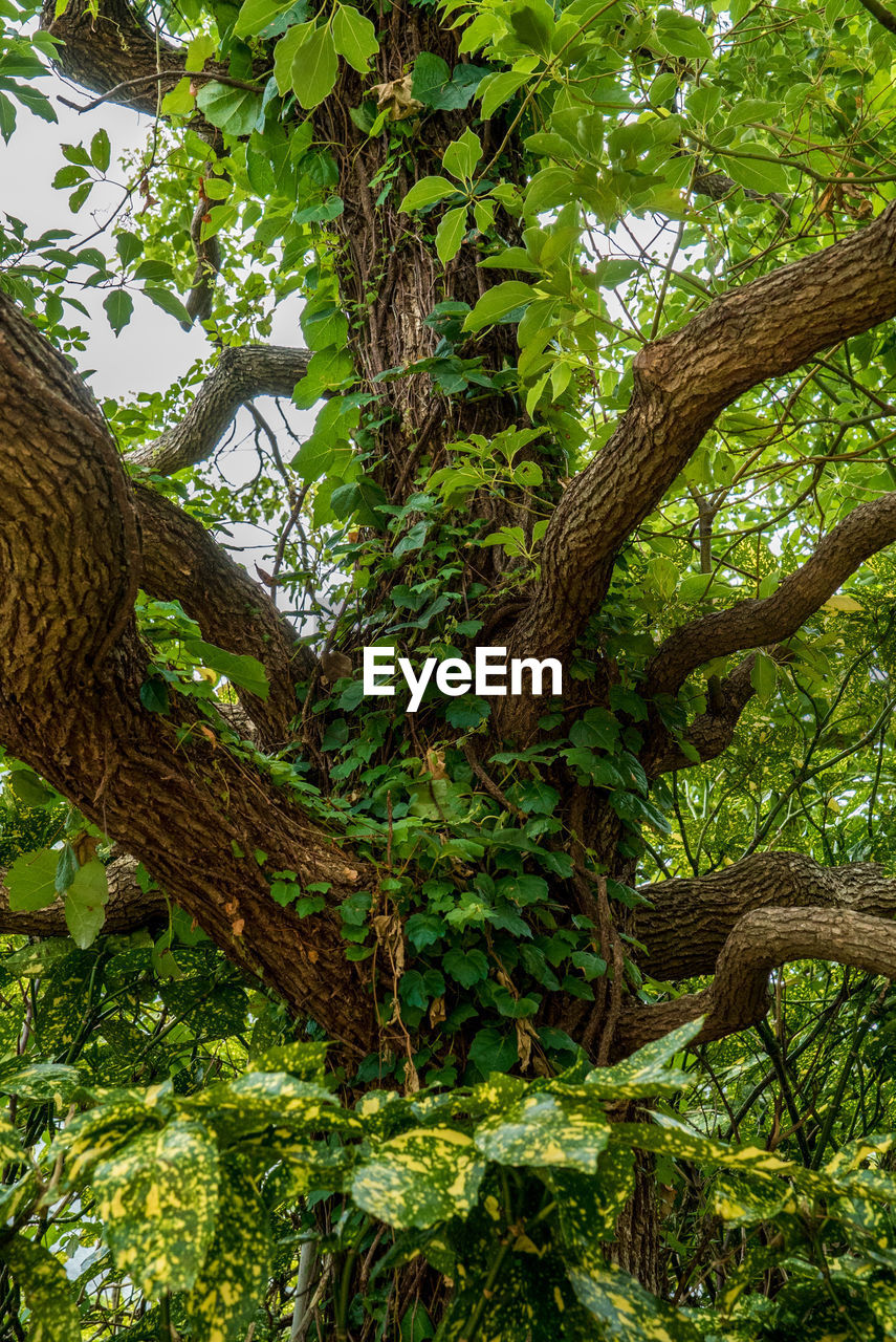 LOW ANGLE VIEW OF TREE AGAINST SKY