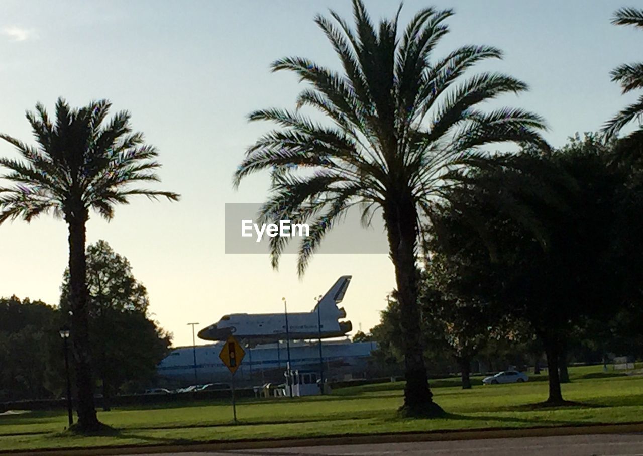 PALM TREES IN THE PARK