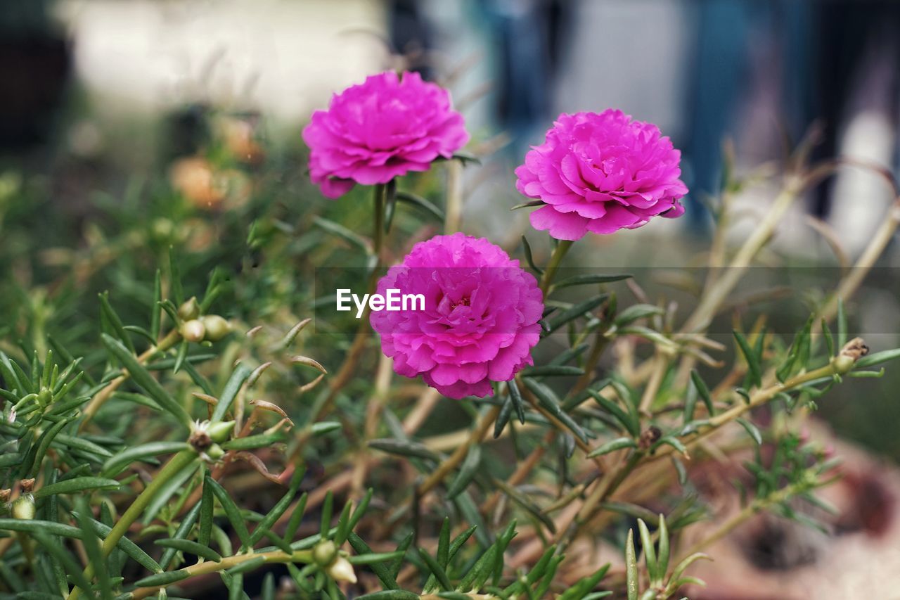 CLOSE-UP OF PINK FLOWERING PLANT