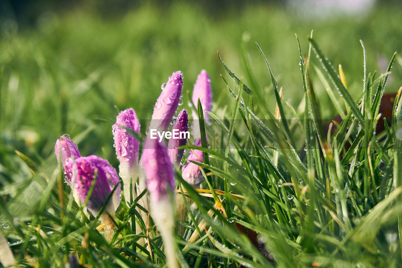 Close-up of purple crocus flowers on field