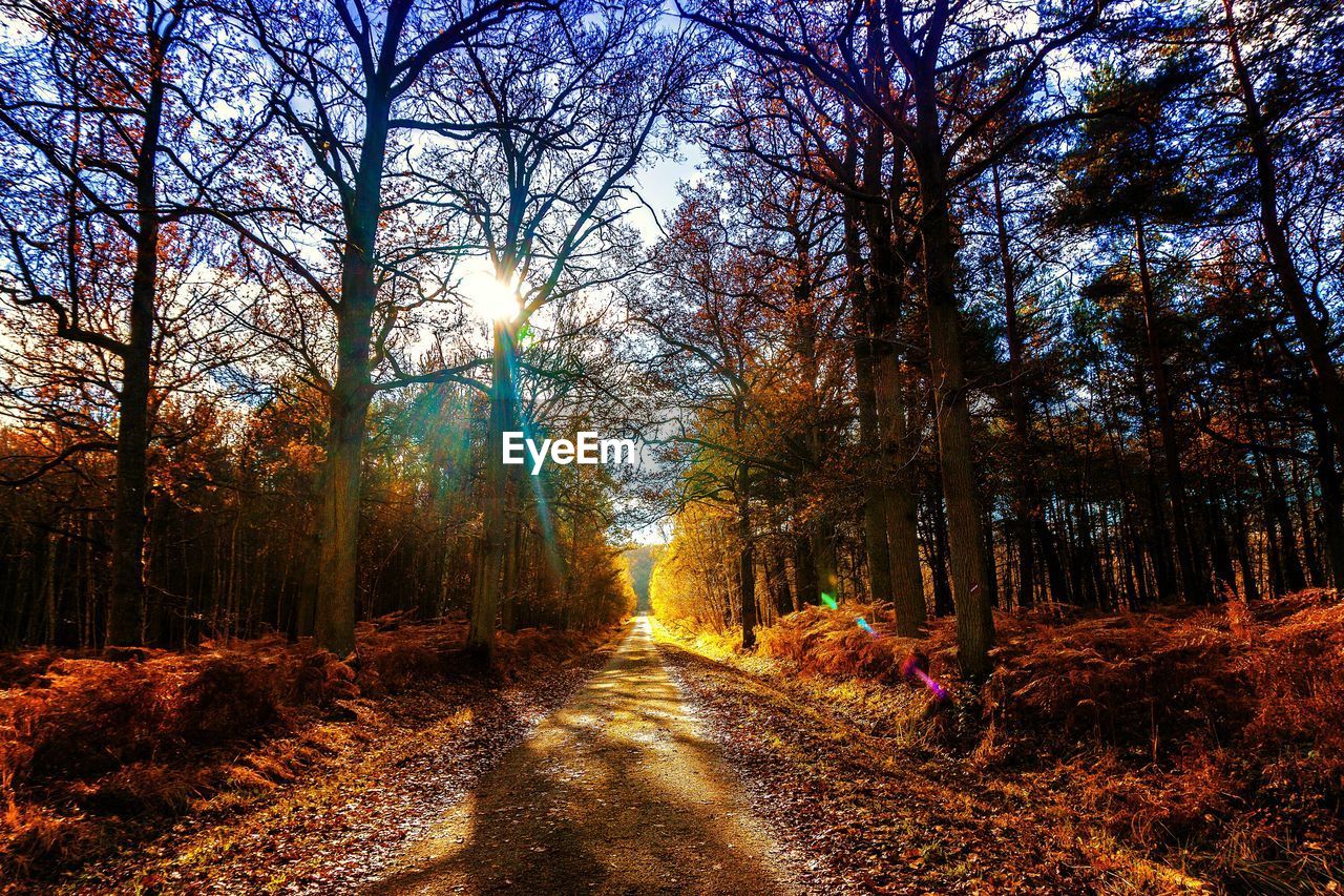 Trees in forest during autumn