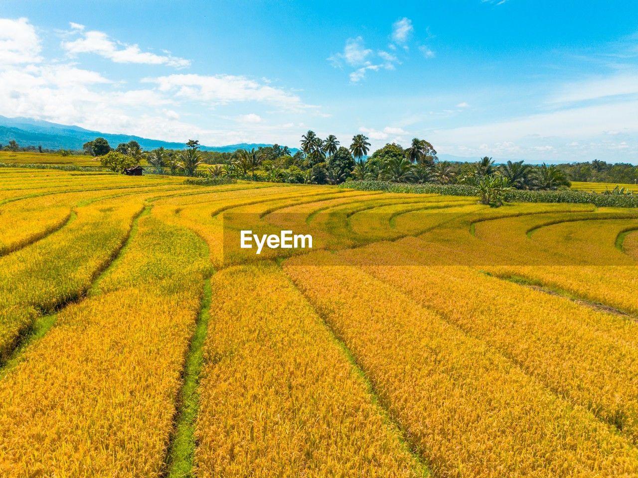 landscape, rural scene, agriculture, environment, land, field, plant, crop, rapeseed, farm, plain, sky, grassland, scenics - nature, nature, beauty in nature, prairie, flower, yellow, growth, cloud, food and drink, tranquility, no people, food, tree, outdoors, tranquil scene, day, travel, cereal plant, summer, freshness, vibrant color, sunlight, blue, rural area, springtime, idyllic, canola, hill, environmental conservation, multi colored, produce, social issues, flowering plant, travel destinations, green