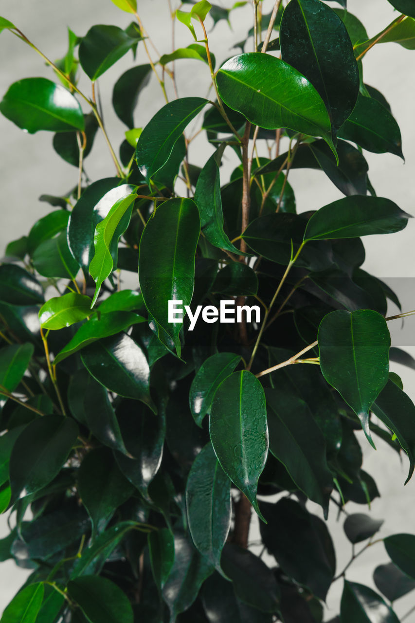 leaf, plant part, plant, growth, nature, green, food and drink, flower, tree, food, produce, fruit, no people, branch, healthy eating, freshness, shrub, outdoors, close-up, beauty in nature, calamondin, fruit tree, day, evergreen