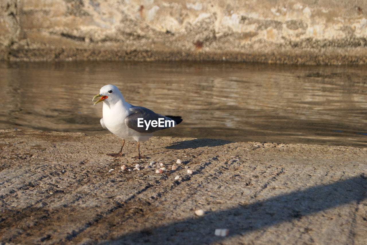 SEAGULL PERCHING ON BEACH