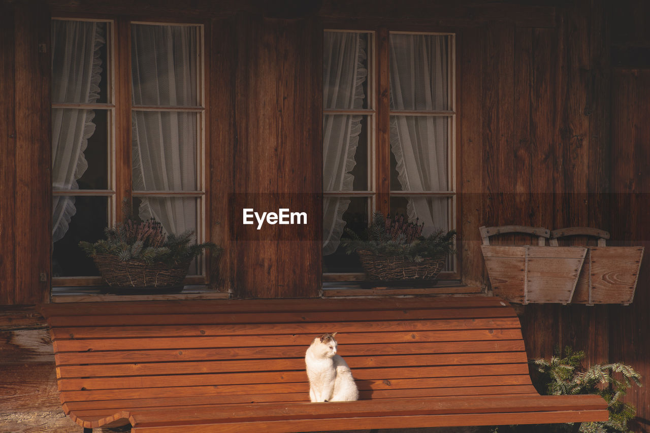 Cat sitting on wooden window