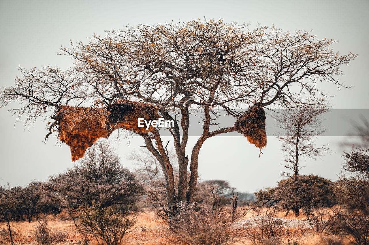 Massive dreamer nests in the african savannah in namibia