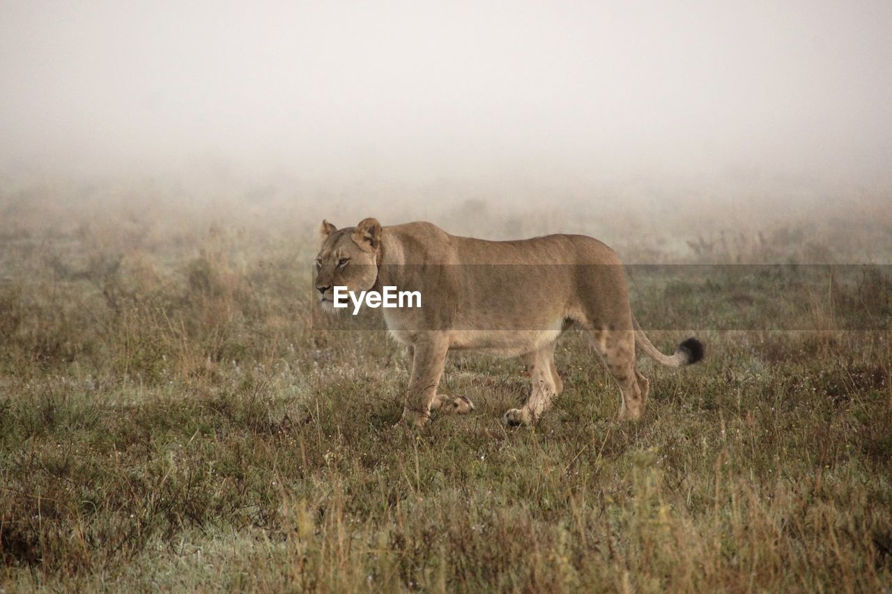 Lion walking on grassy field at forest