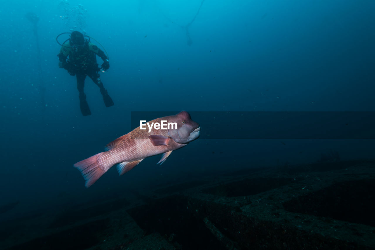 Fish swimming and silhouette of diver in sea