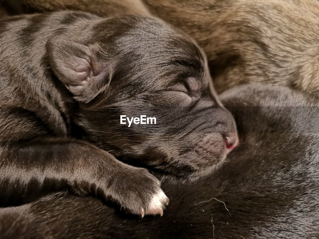 CLOSE-UP OF A DOG SLEEPING