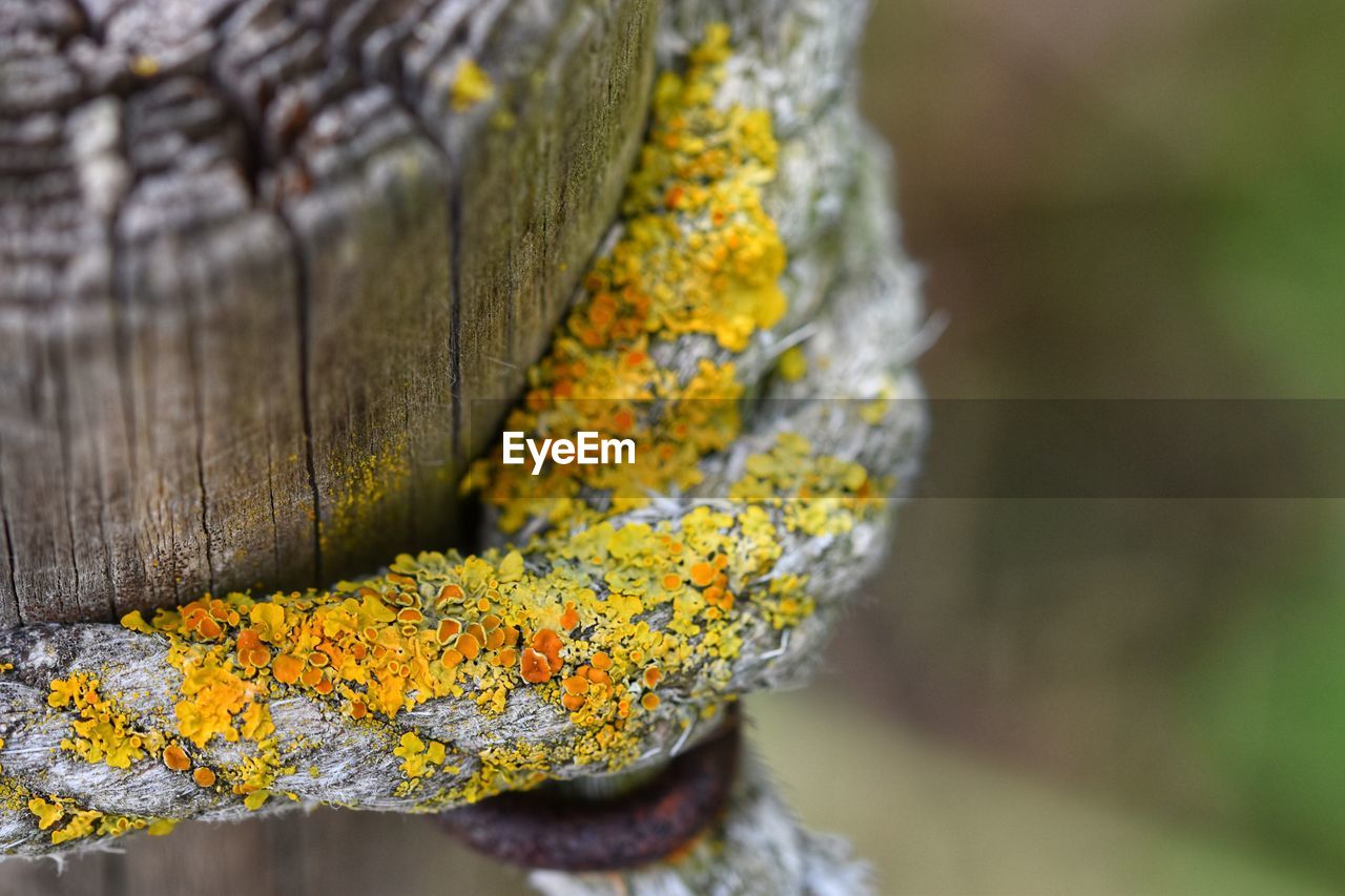 CLOSE-UP OF YELLOW FLOWERING PLANT AGAINST TREE TRUNK