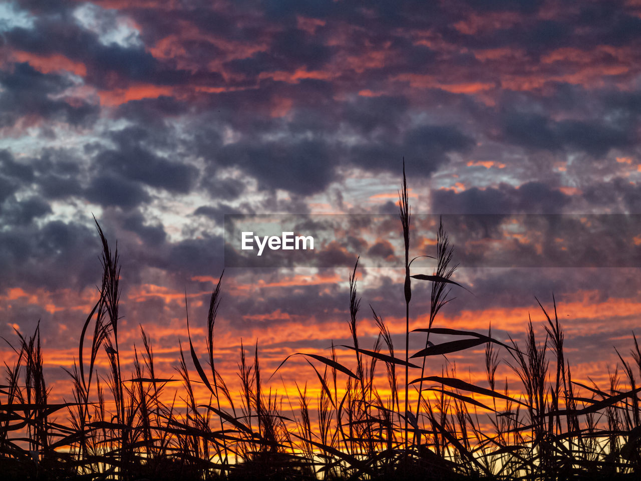 SILHOUETTE PLANTS AGAINST SUNSET SKY